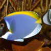 Acanthurus leucostrenon - Powder blue tang M