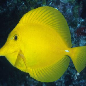 Zebrasoma flavescens 5-7cm