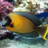 Acanthurus pyroferus L