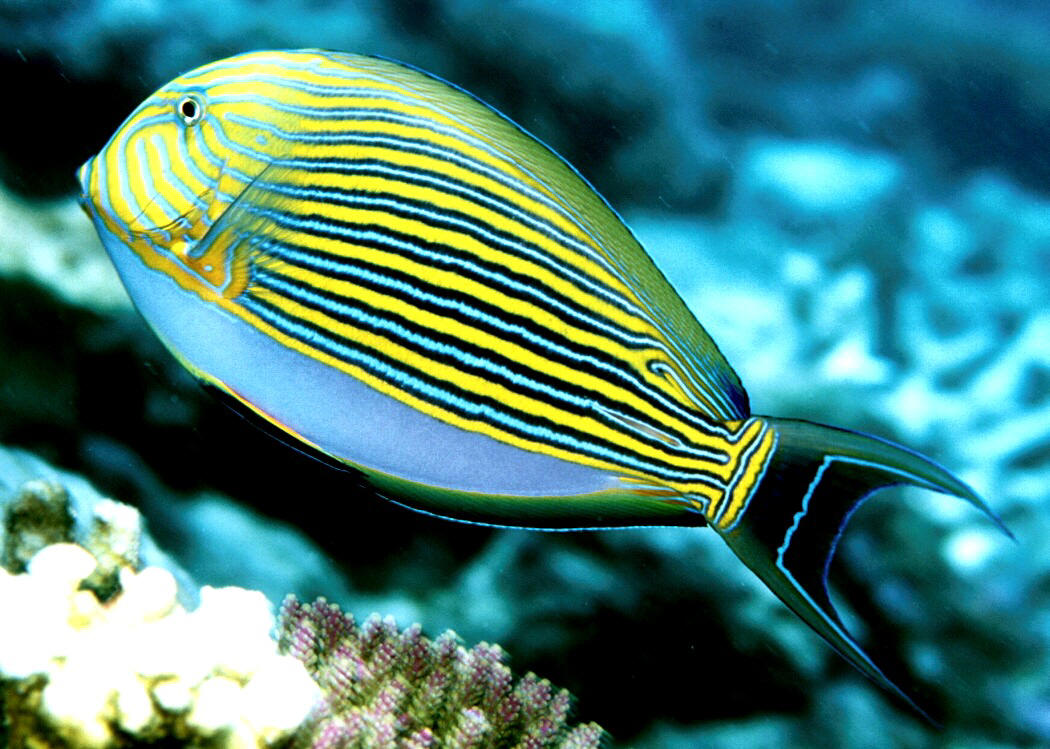 Acanthurus lineatus M