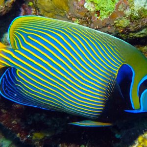 Pomacanthus Imperator