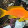 Pseudanthias squamipinnis - Ženka