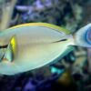 Acanthurus nigricaudas L