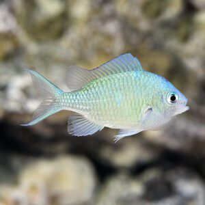 Chromis Virdis