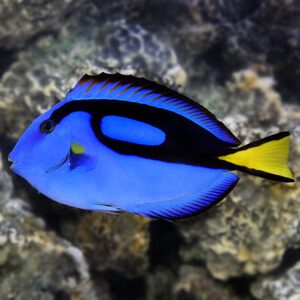 Paracanthurus hepatus M