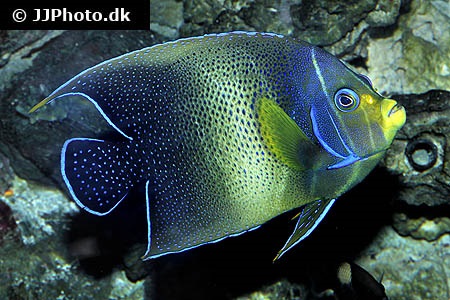 Pomacanthus semicirculatus Juvenile M - Slika 2