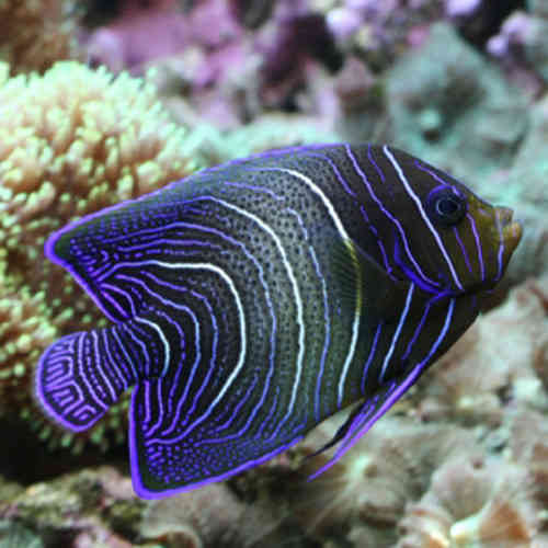 Pomacanthus semicirculatus Juvenile M - Slika 3