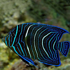 Pomacanthus semicirculatus Juvenile M