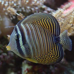 Zebrasoma Desjardinii 9-12cm