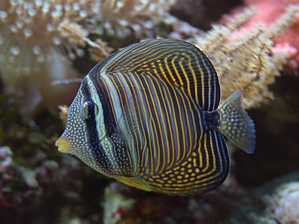 Zebrasoma Desjardinii 9-12cm