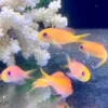 Pseudoanthias Dispar XL