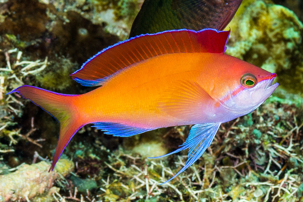 Pseudoanthias Dispar - Slika 2