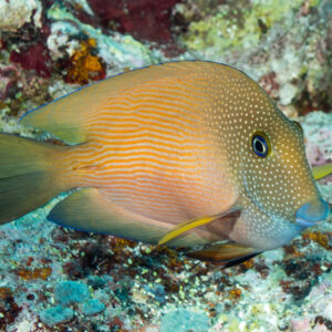 Ctenochaetus cyanocheilus