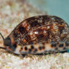 Maurita Arabica