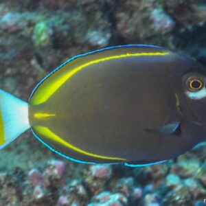 Acanthurus Nigricans M