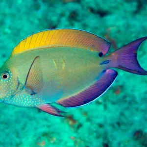 Acanthurus Nigrofuscus M