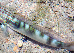 Amblygobius stethophthalmus